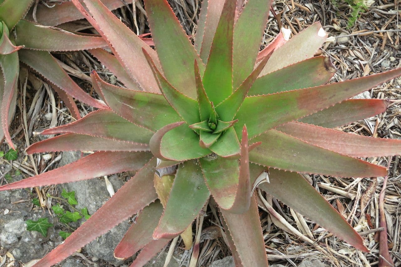 Aloe 2
