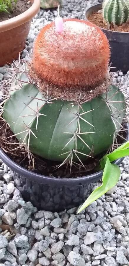 Melocactus 23