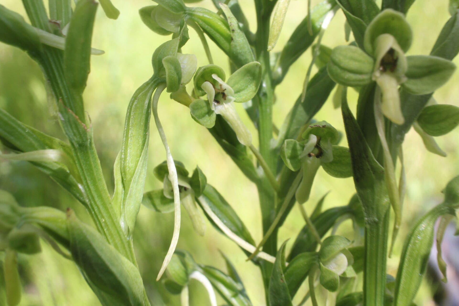Habenaria 4