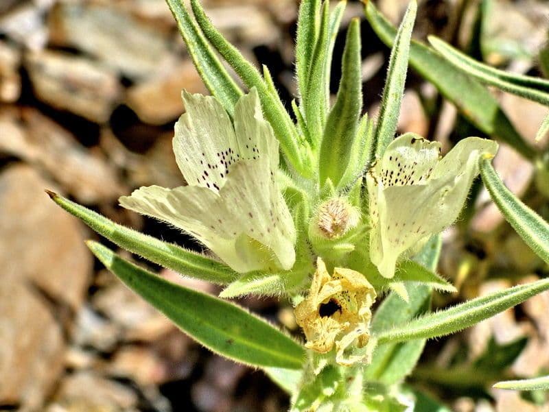 Mohavea confertiflora 2
