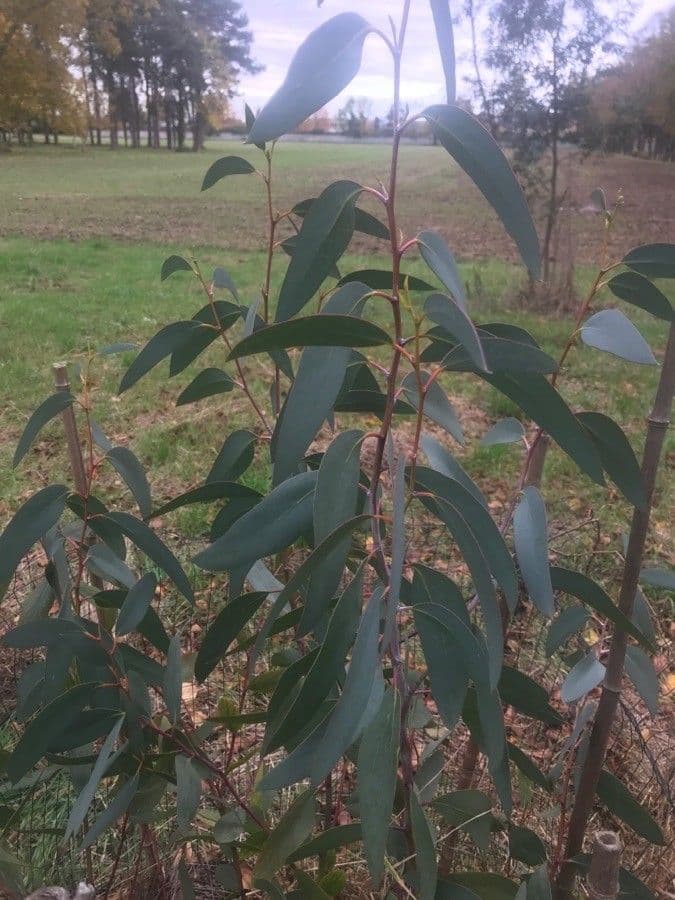 Wachs-Eukalyptus