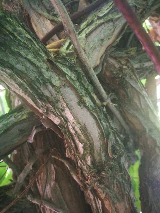 Trompeta de Virginia 21