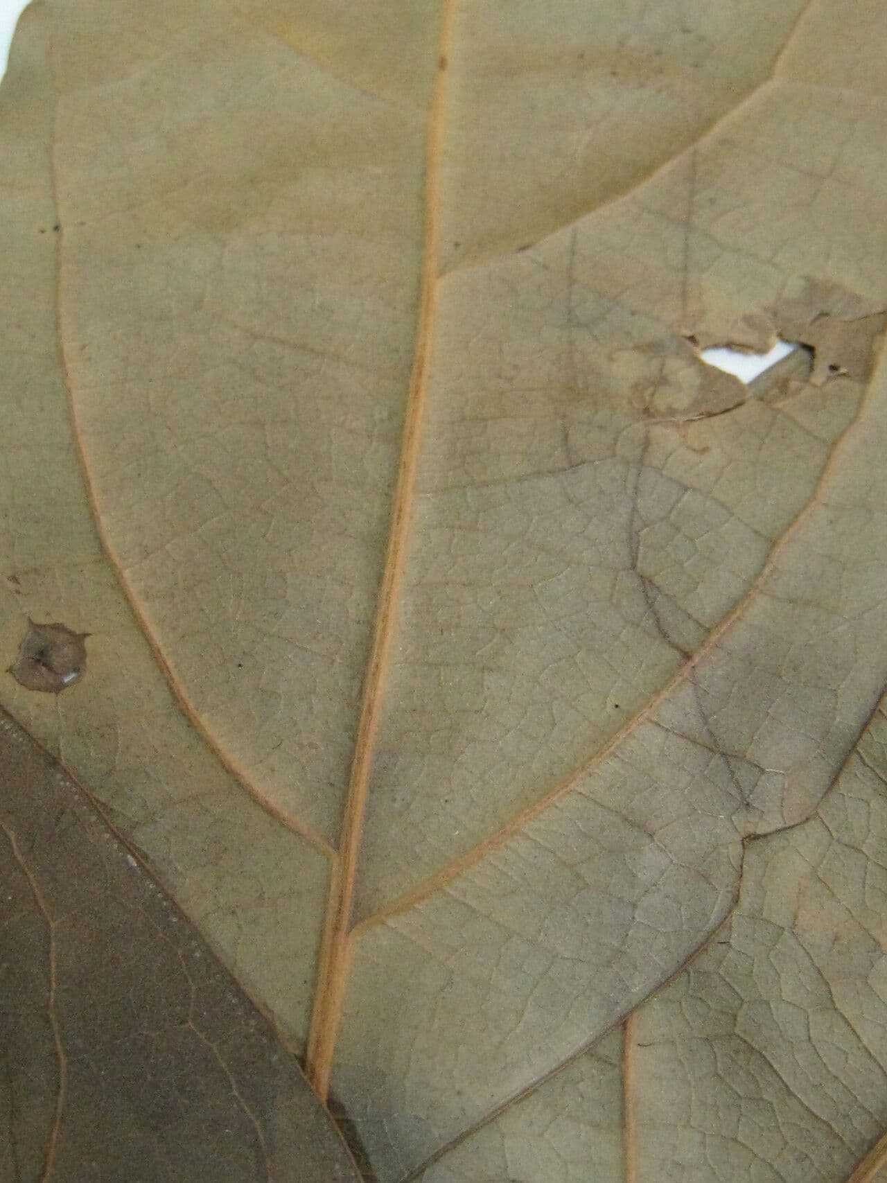 Ocotea cernua 20