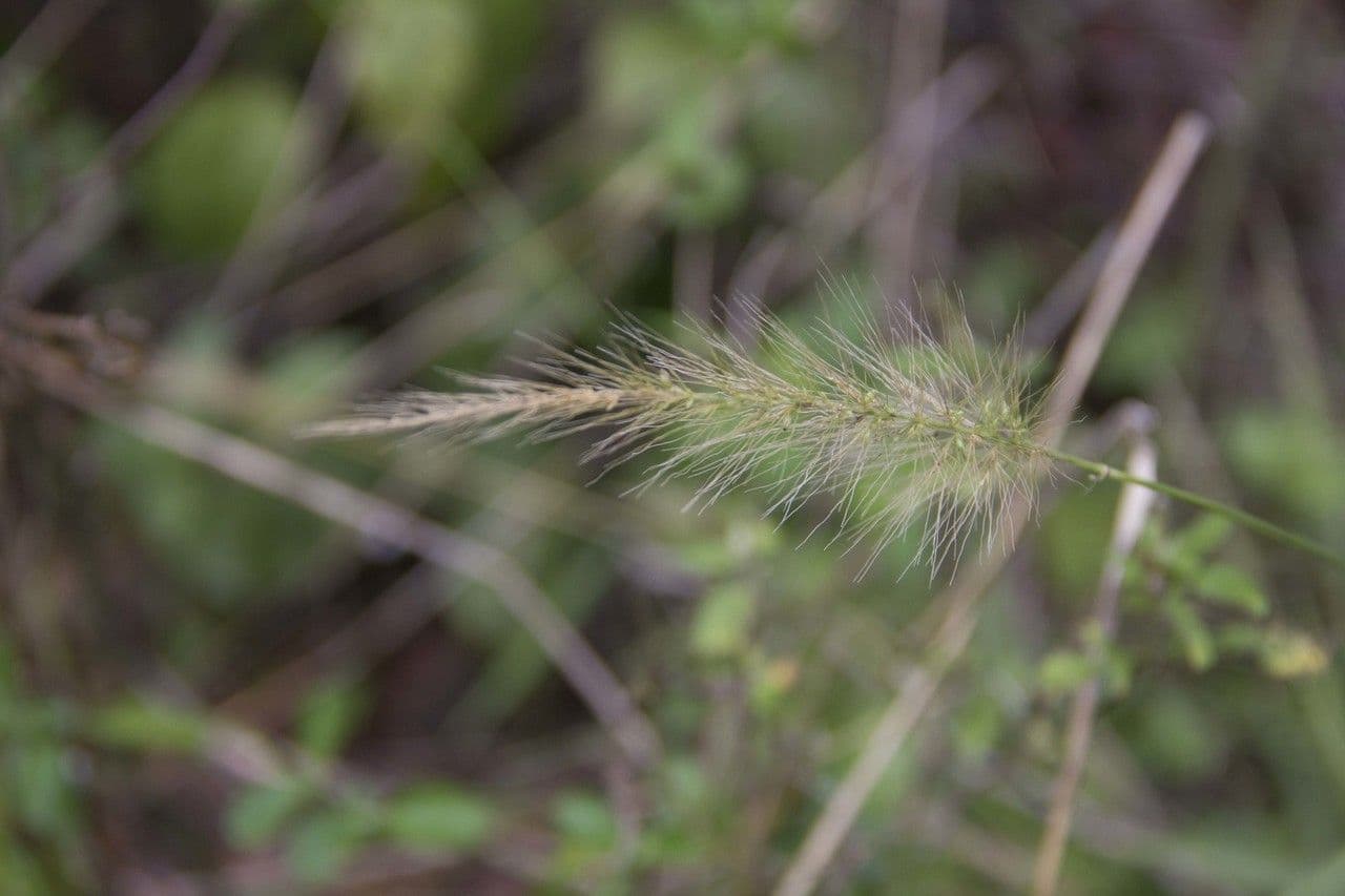 Setaria