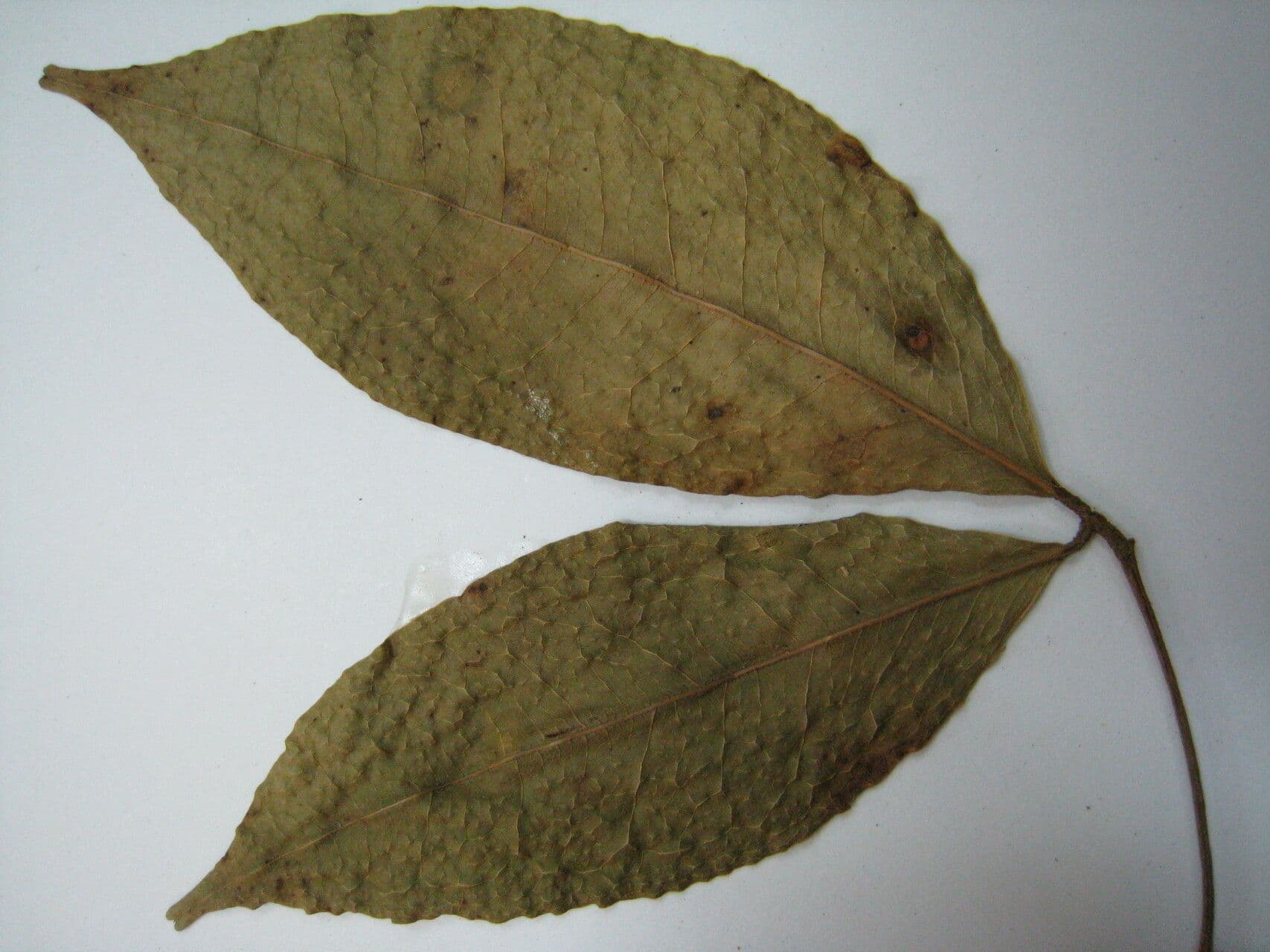Cynometra 5