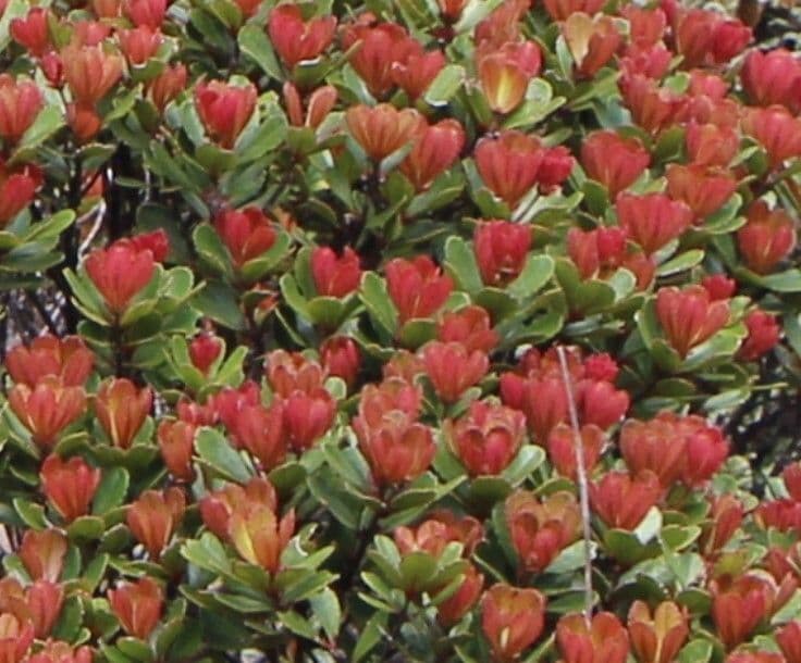 Cunonia 17