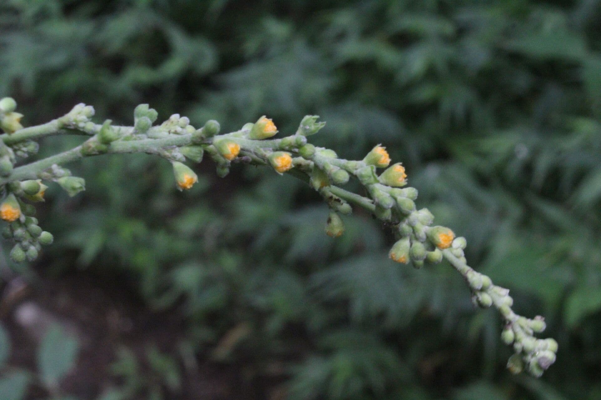 Allobriquetia 5