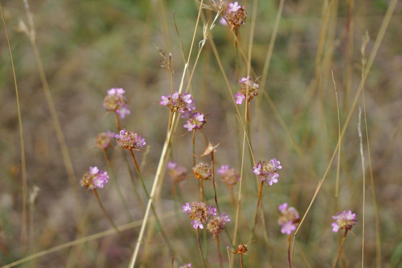 Armeria 7