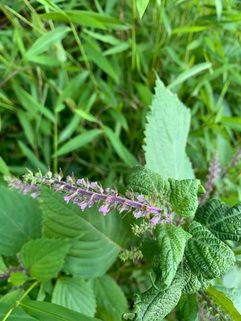 Aloysia