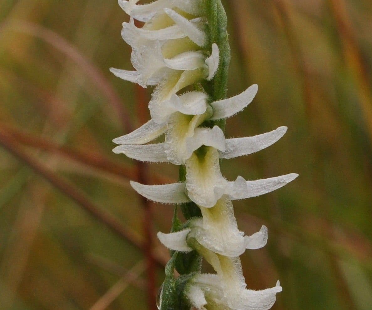 Spiranthes longilabris