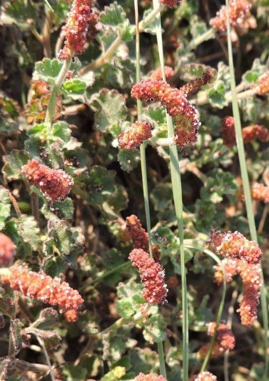 Acalypha monostachya 8