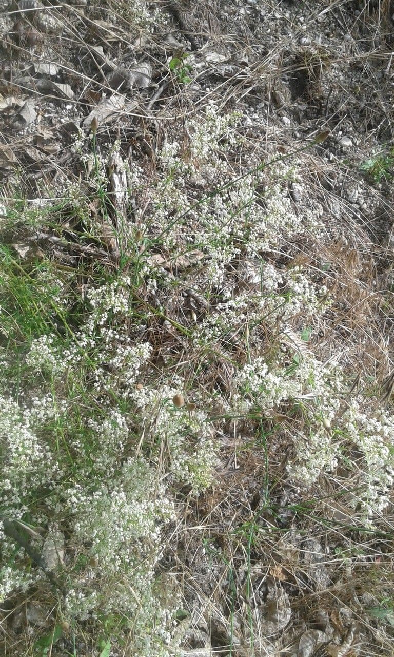 Asprella tintoria 2