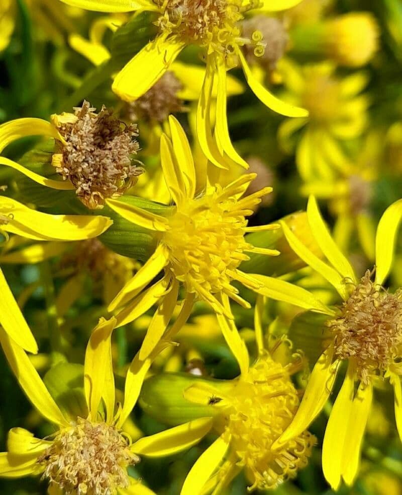 Senecione 3