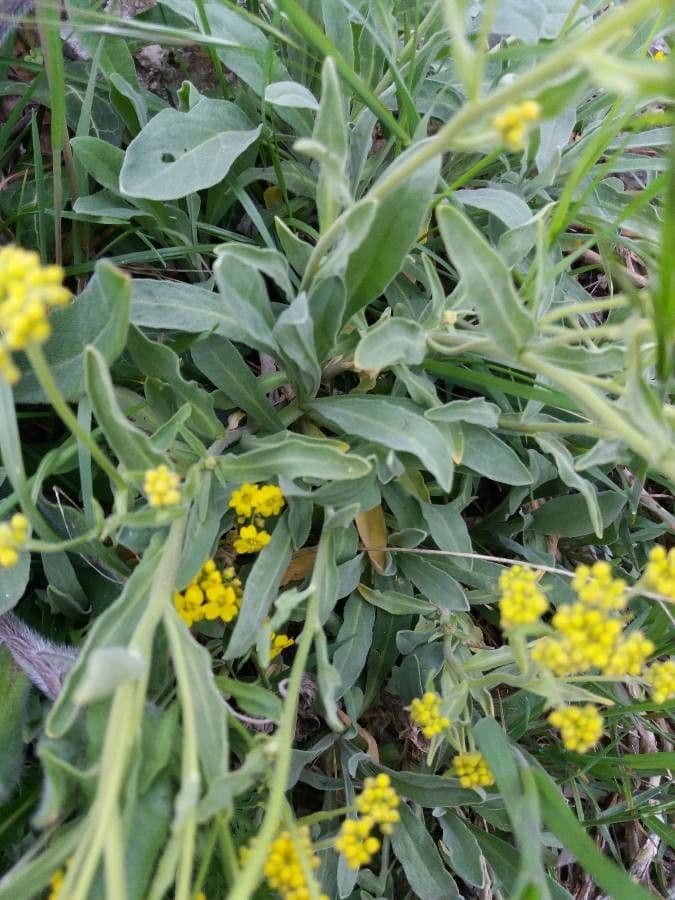 Aurinia saxatilis 16