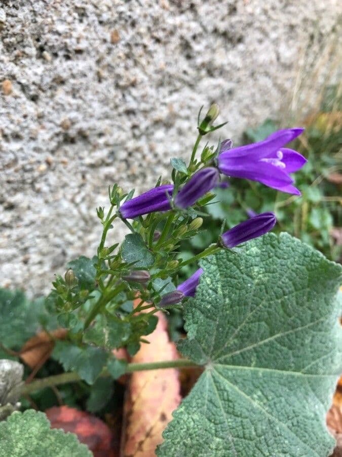 Campanilla adriática 22