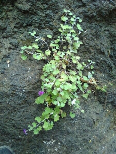 Pericallis 10