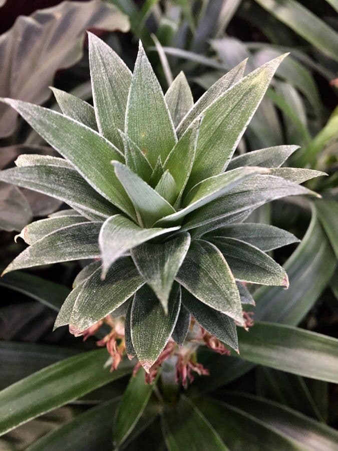 Ananas 20