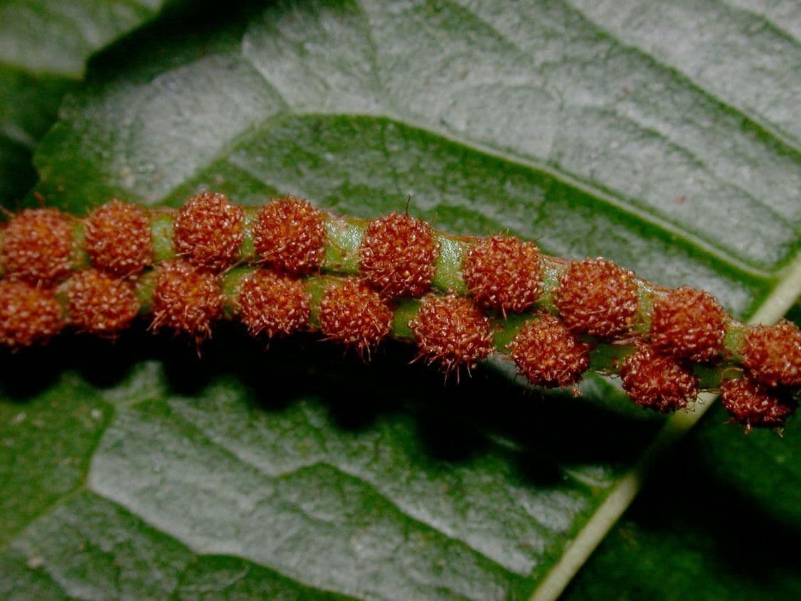 Microgramma 2