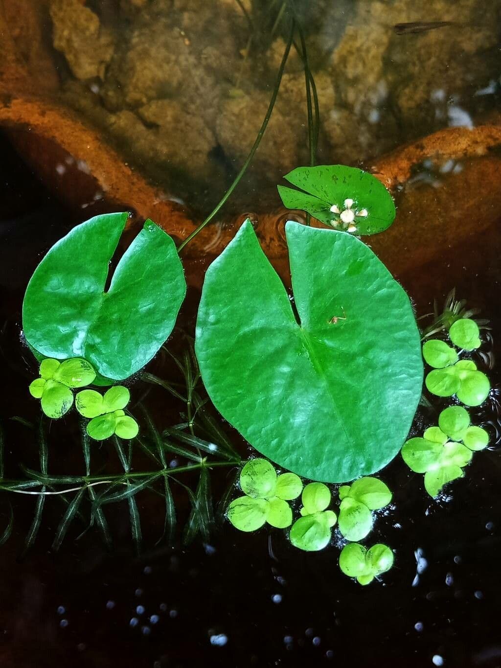 Sagittaria guayanensis 12