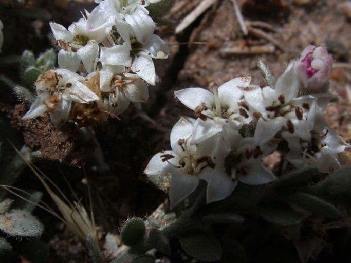 Cressa truxillensis 5