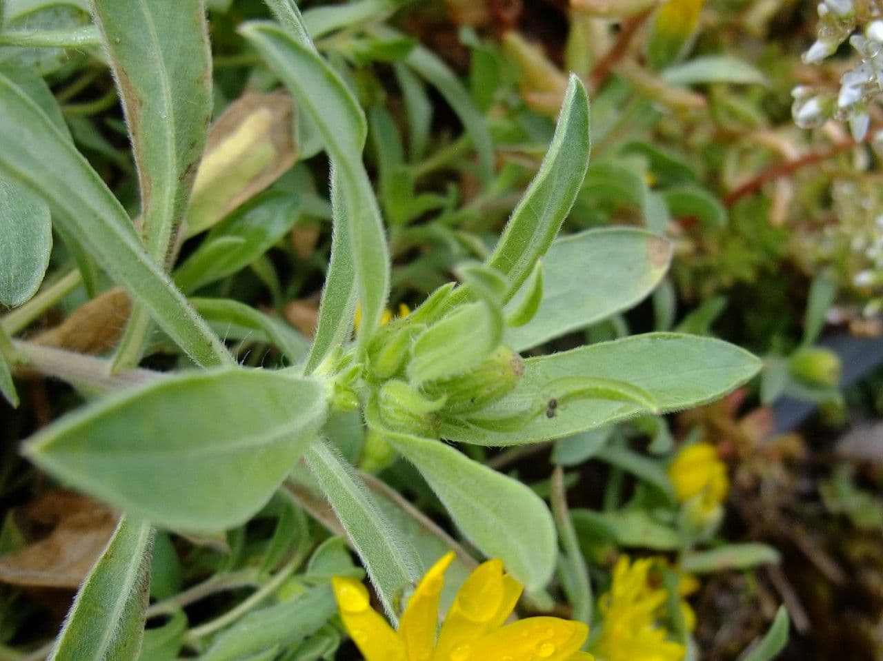 Heterotheca 7