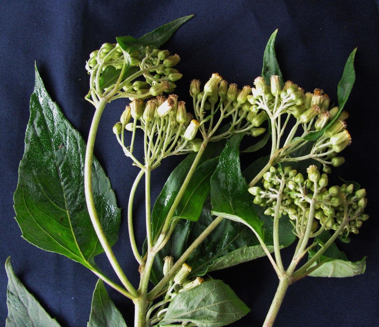 Hebeclinium 14