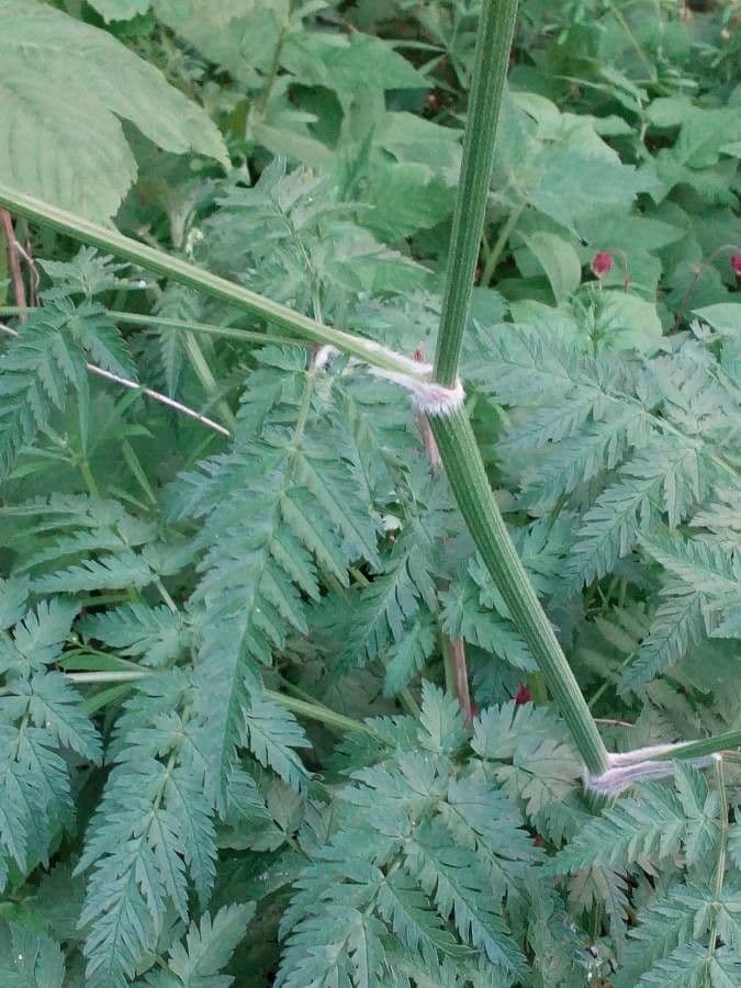 Cerfoglio selvatico 16