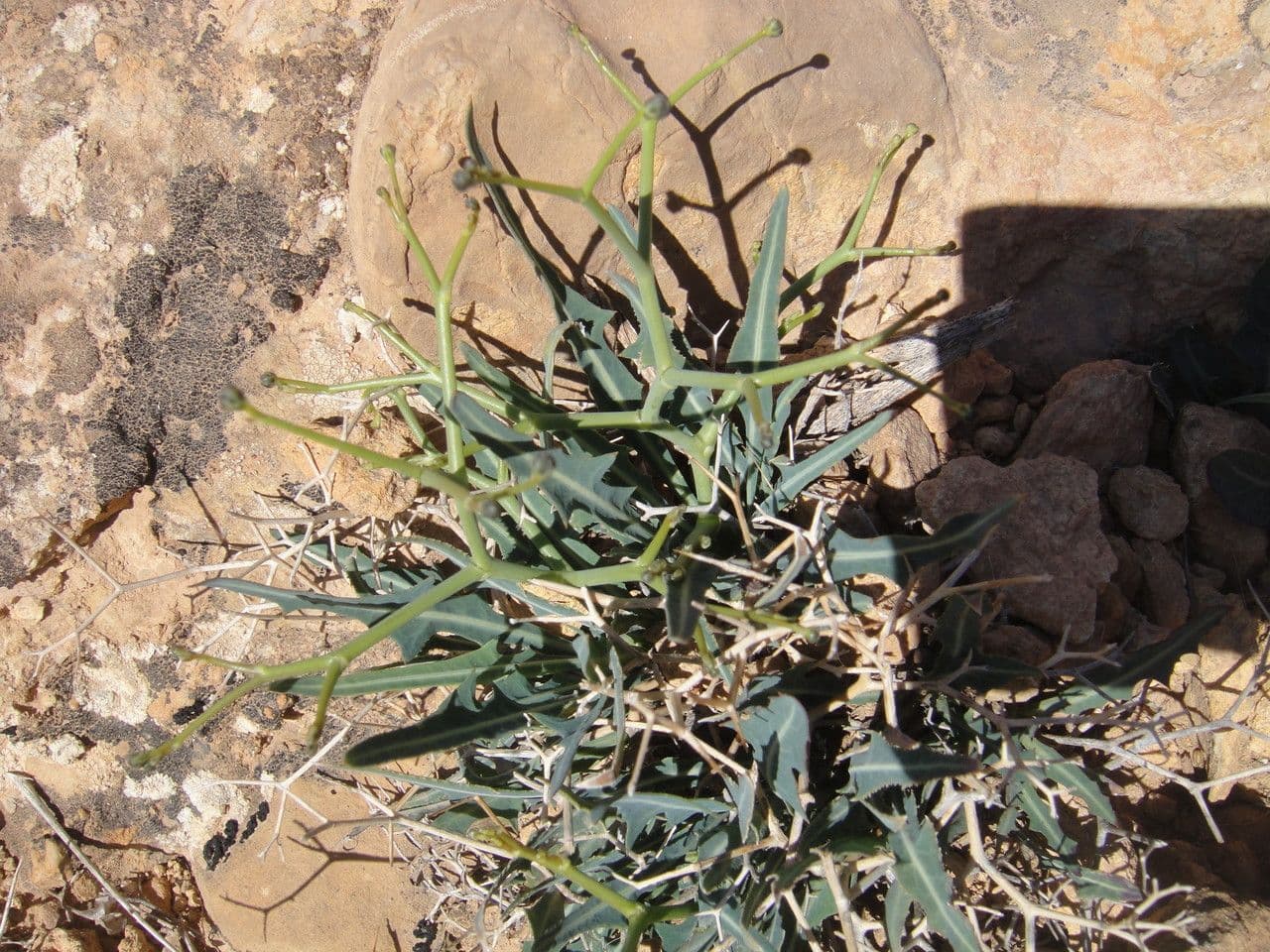Lattuga lanosa 13