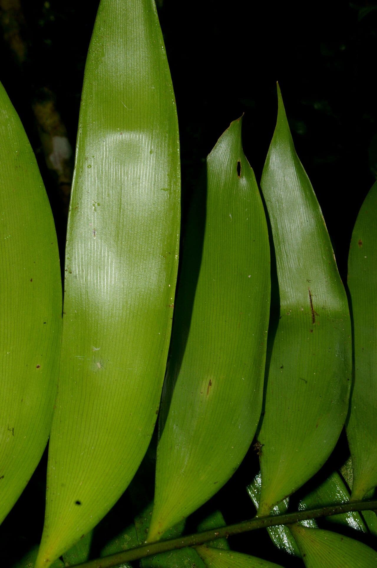 Zamia 4