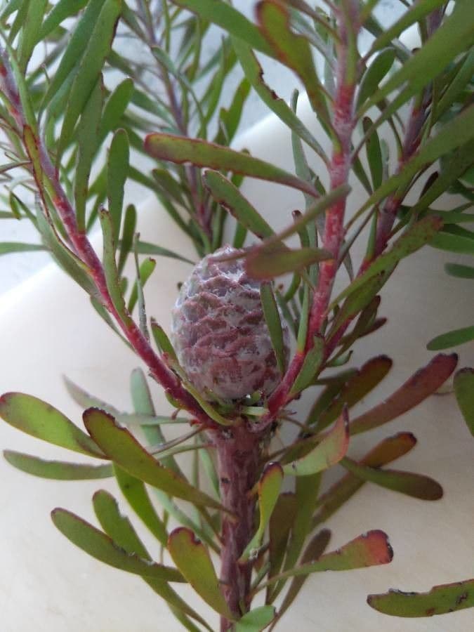 Leucadendron 11