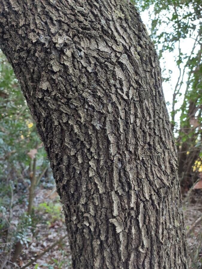 Quercia comune 23
