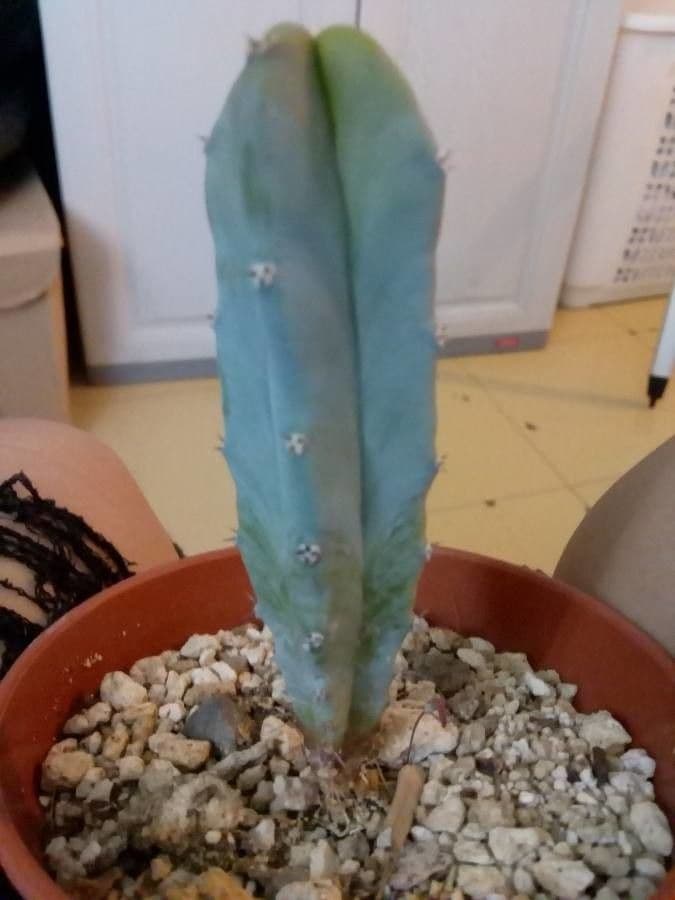 Myrtillocactus geometrizans 9