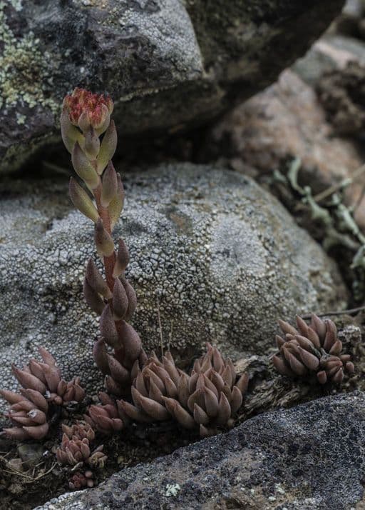 Rhodiola rosata 6