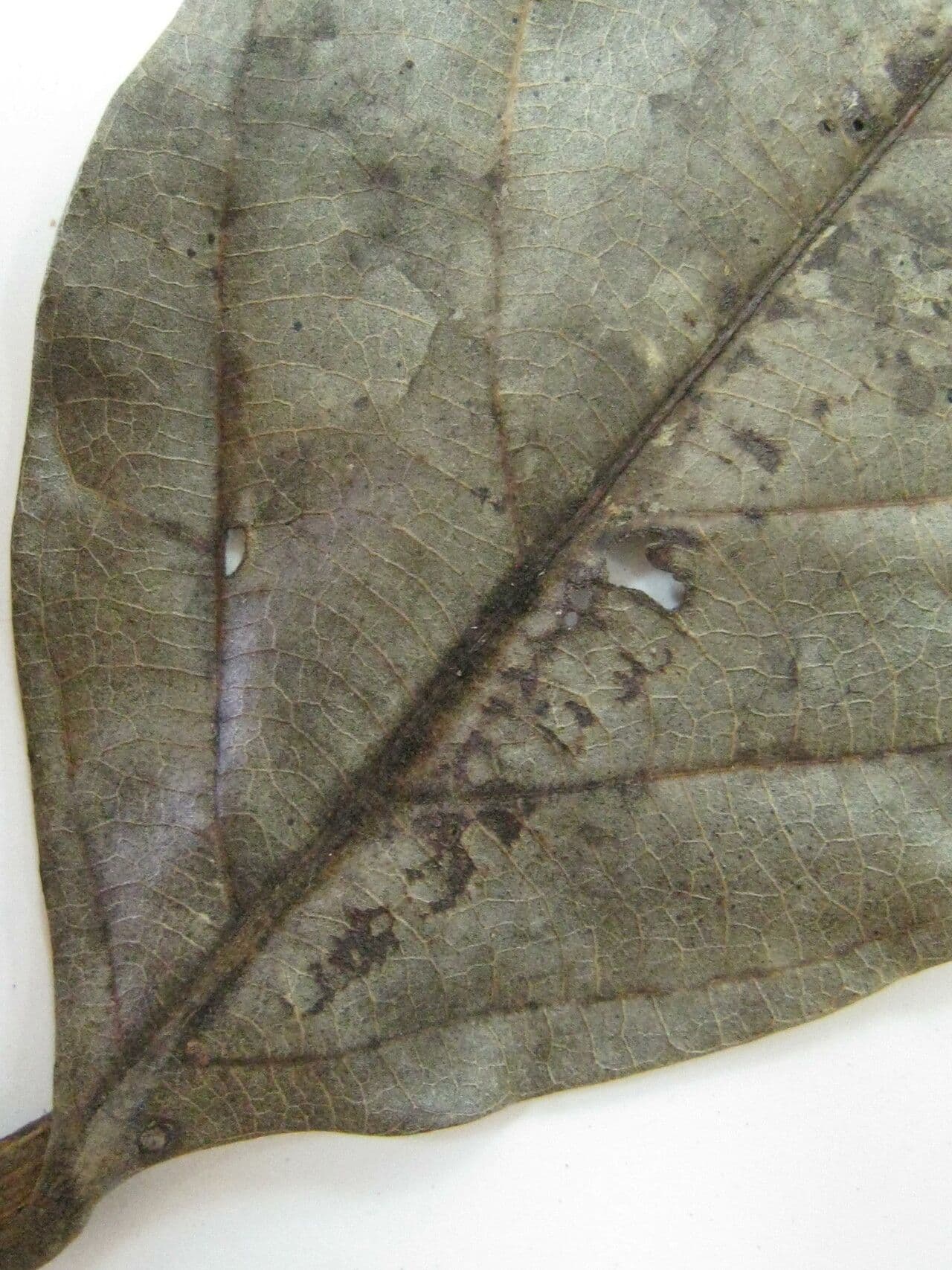 Ocotea 14