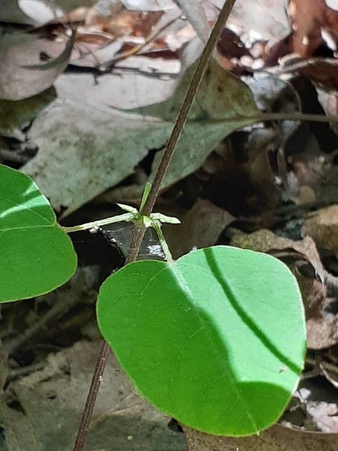 Amphicarpaea bracteata 22
