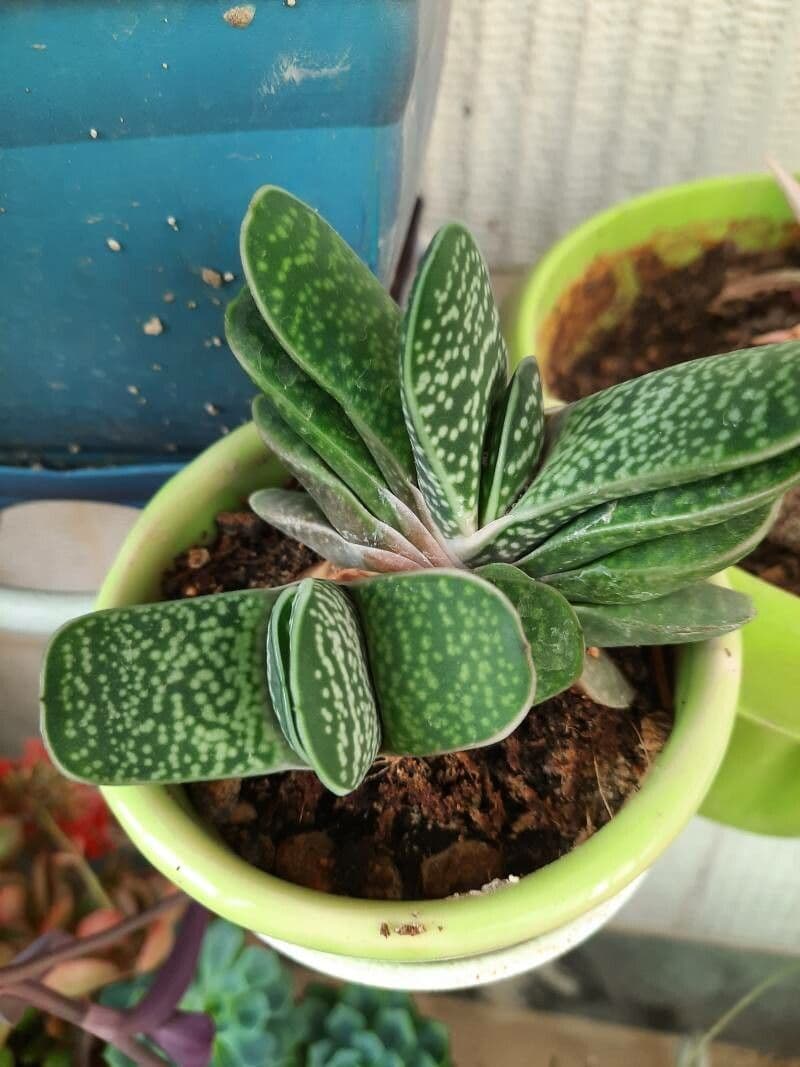 Gasteria 14