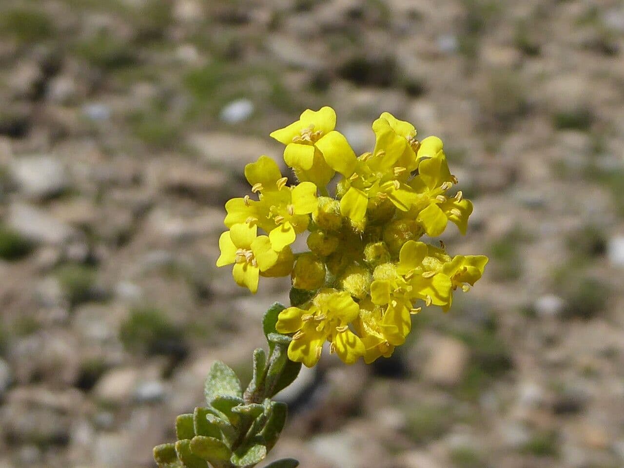 Alysse cunéiforme 5