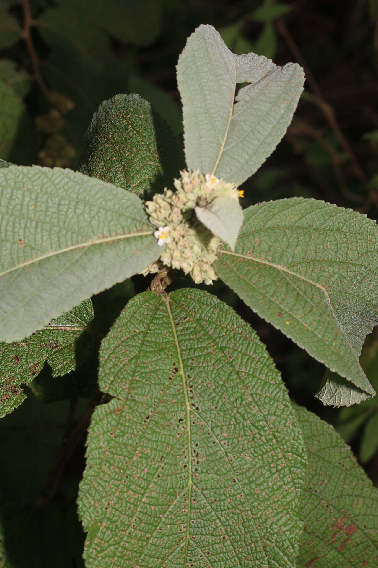Waltheria
