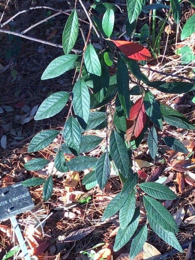 Cotoneaster de Waterer 5