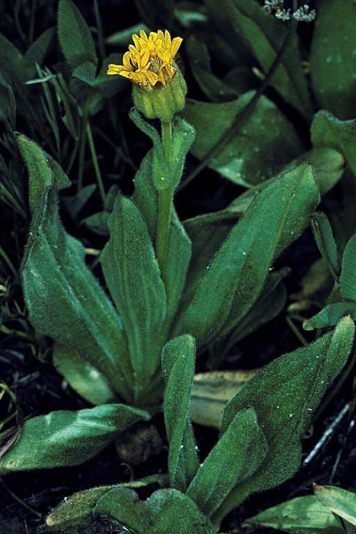 Arnica lucente 2