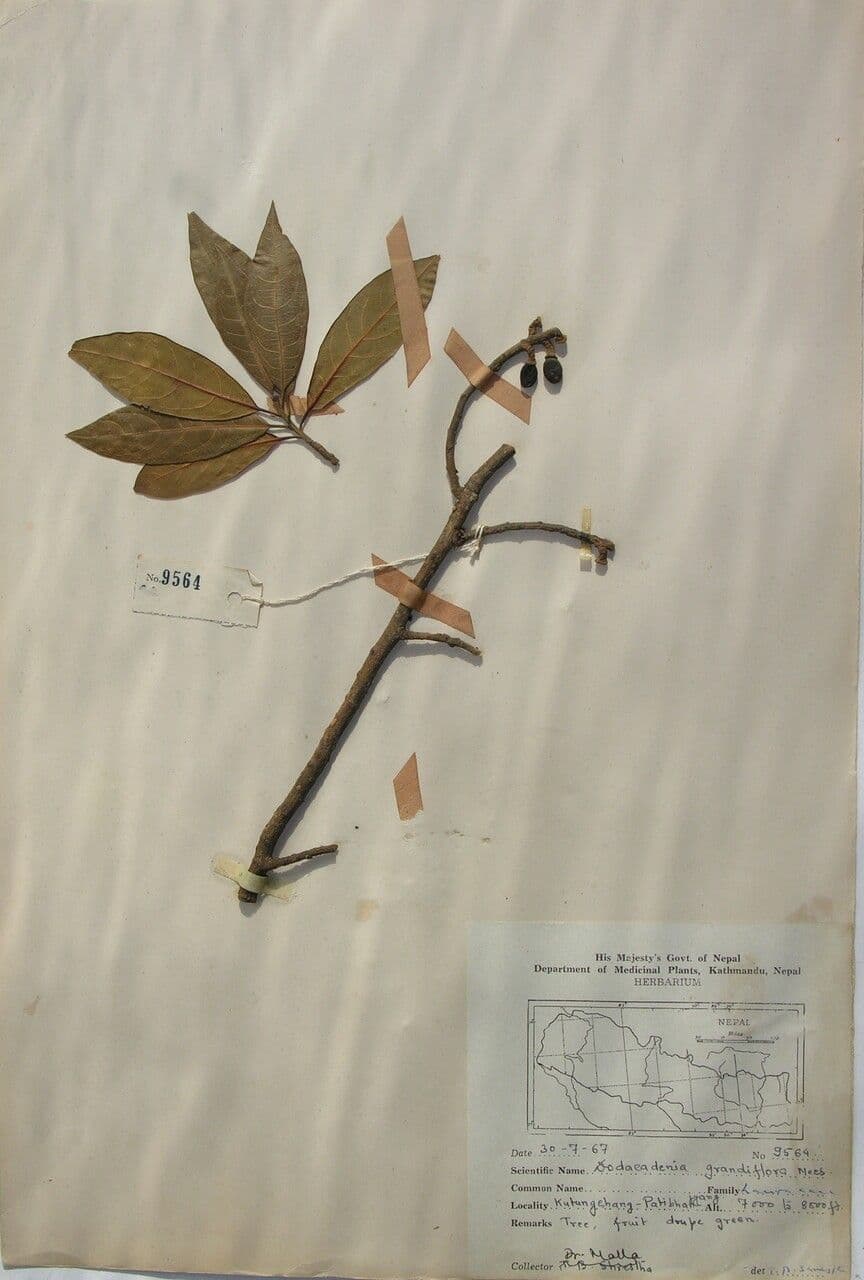 Dodecadenia 9