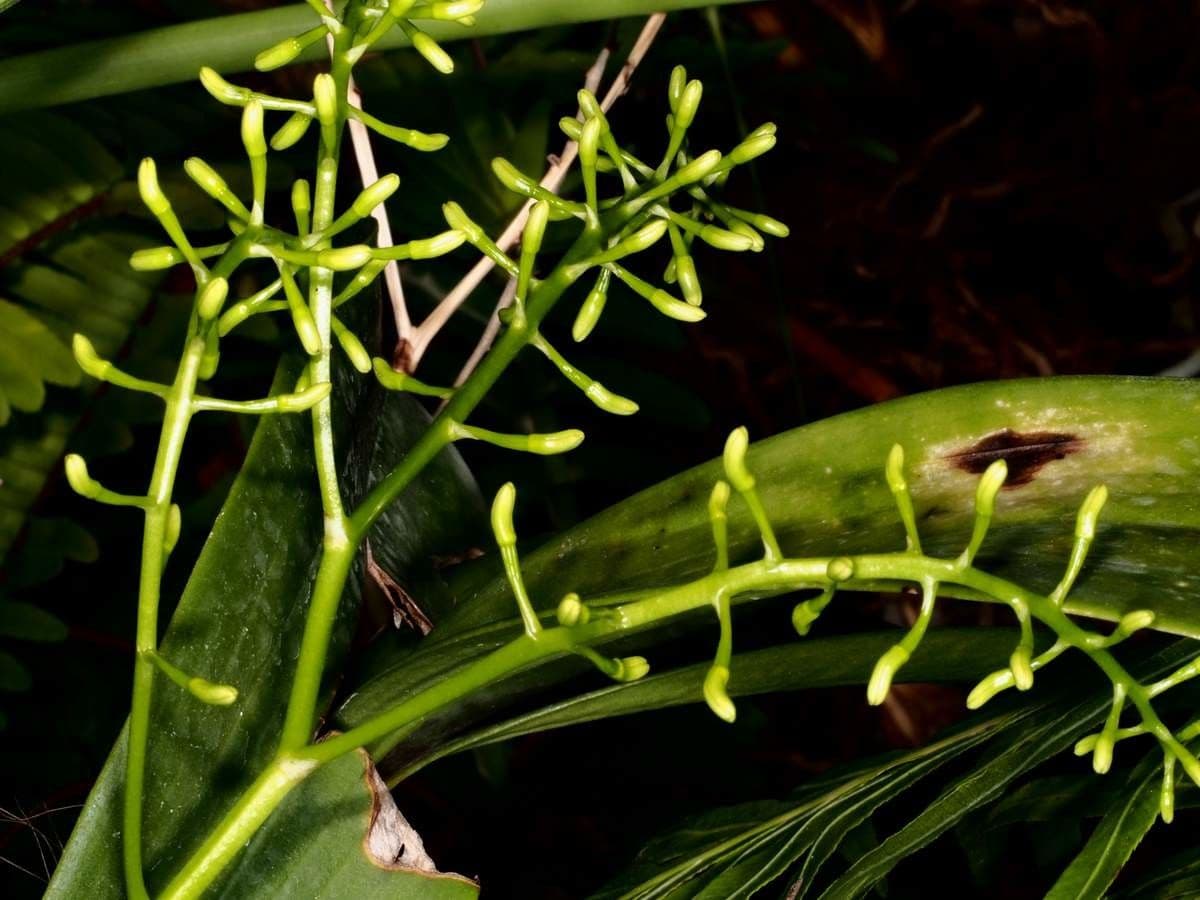 Dendrobium