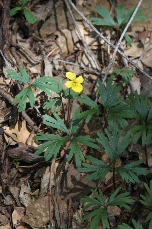 Viola di Shelton 9