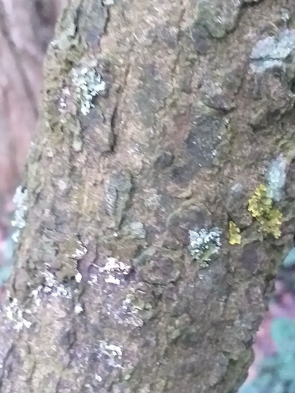 Carpino di Turczaninow 7