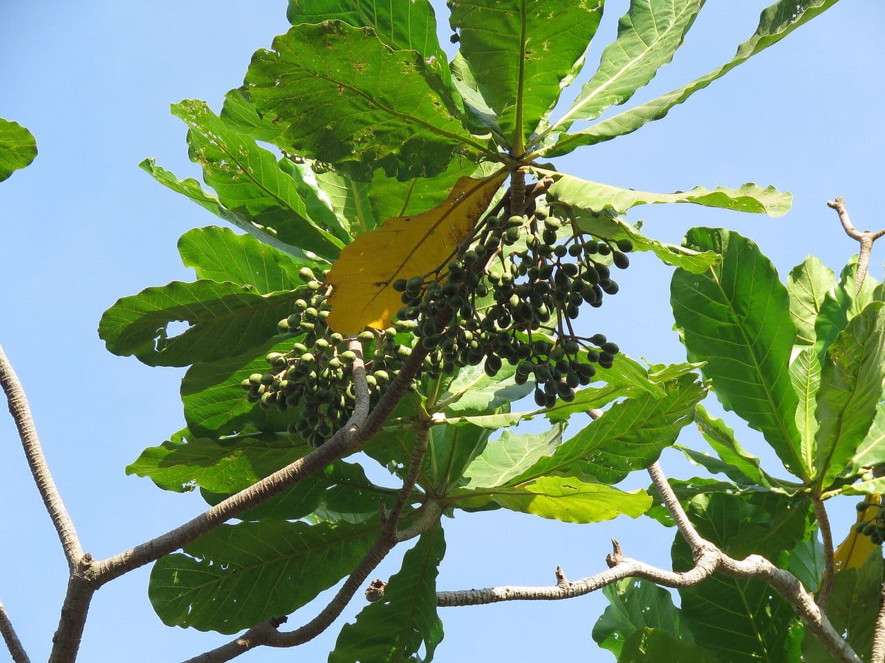 Forest big-leaf 3