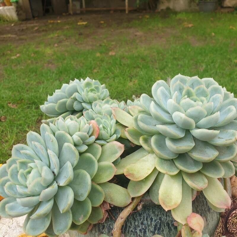 Echeveria 7