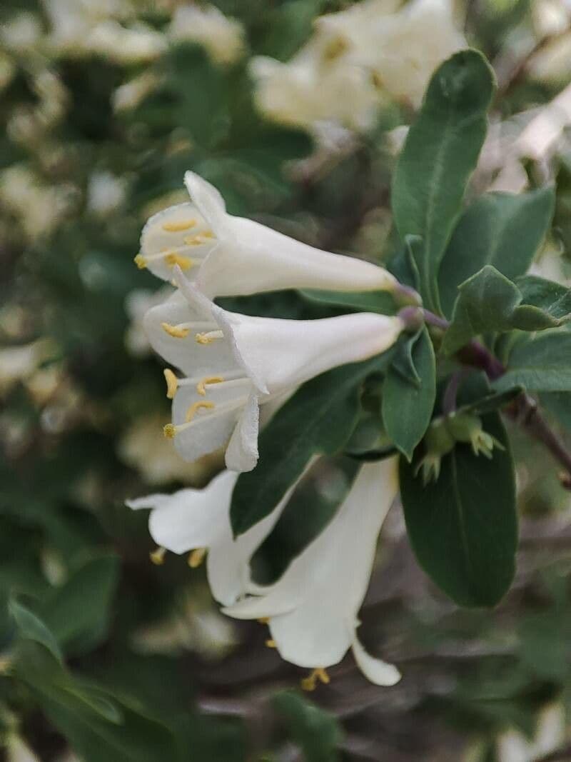 Caprifoglio pirenaico 10