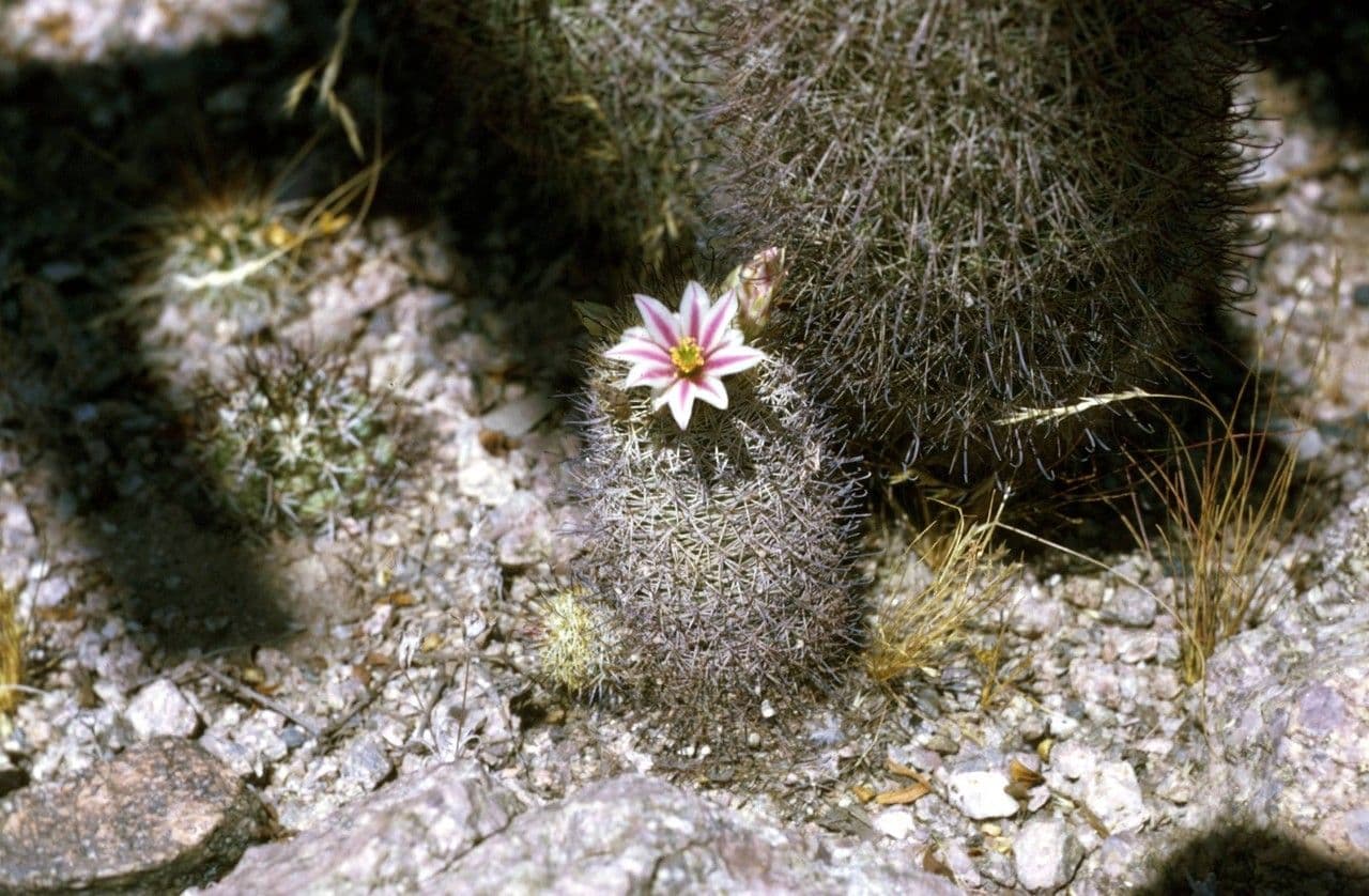 Kakteus lasiacantha 6