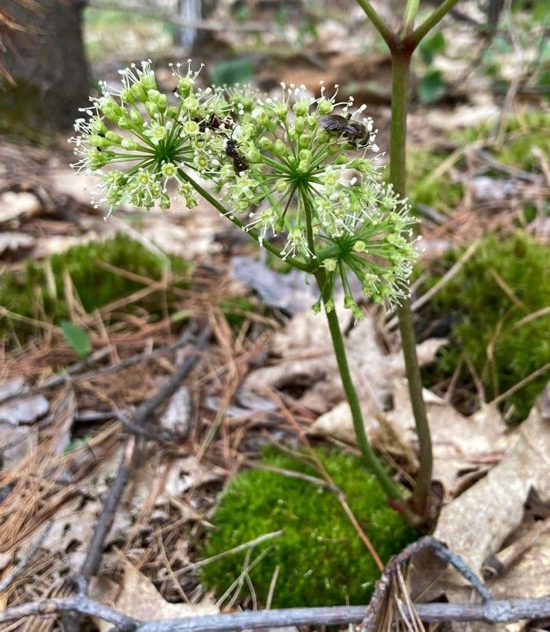 Aralia a stelo nudo 6