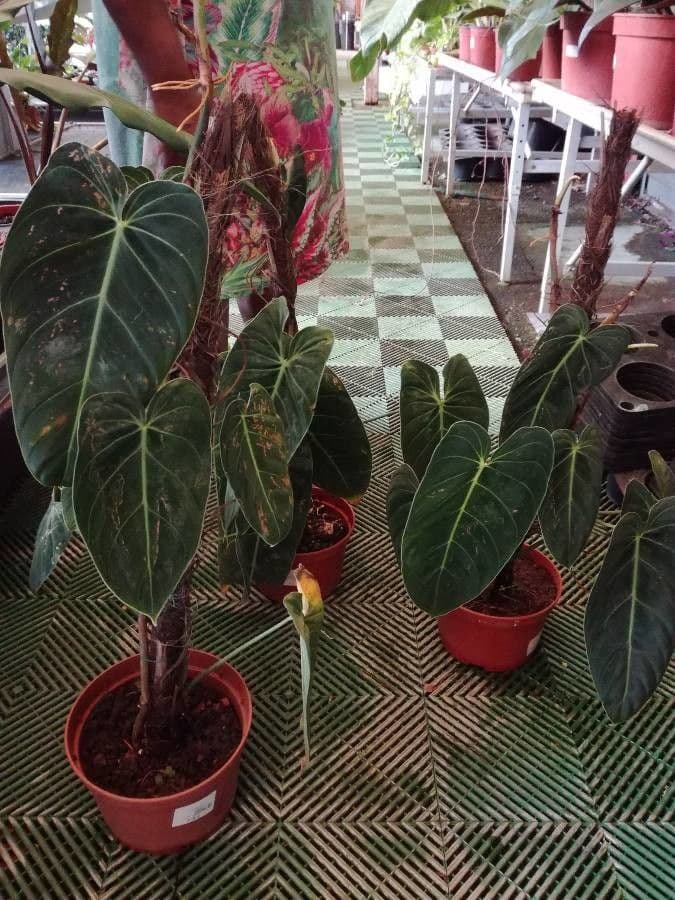 Schwarzgold-Philodendron 5